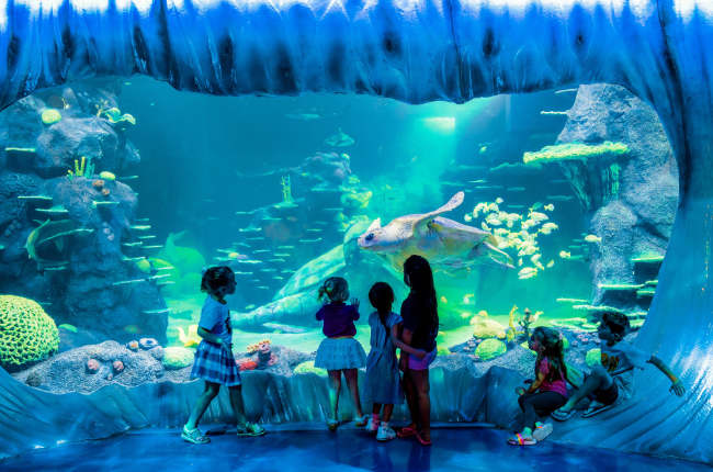 a family enjoying looking at a turtle