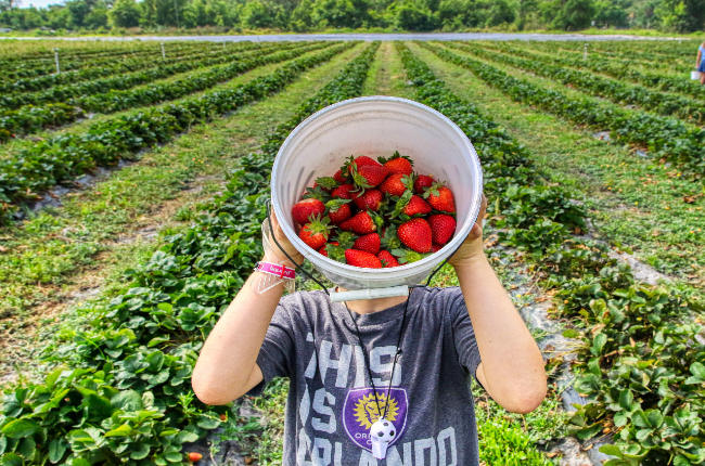 a man holding a bucket of strawberries