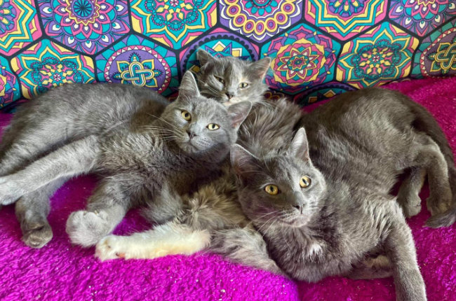 three cute cats laying on a couch