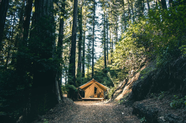 a glamping tent in the middle of a lush forest