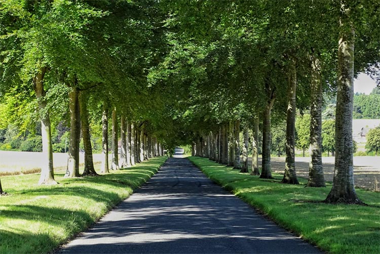 rows of trees along the entrance of the park